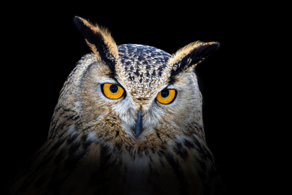 Ep. 03 - Mastering Your Sleep Cycle: The Key To Better Health And Performance 5 Night Owl Sleep Cycle
Acceptance Path