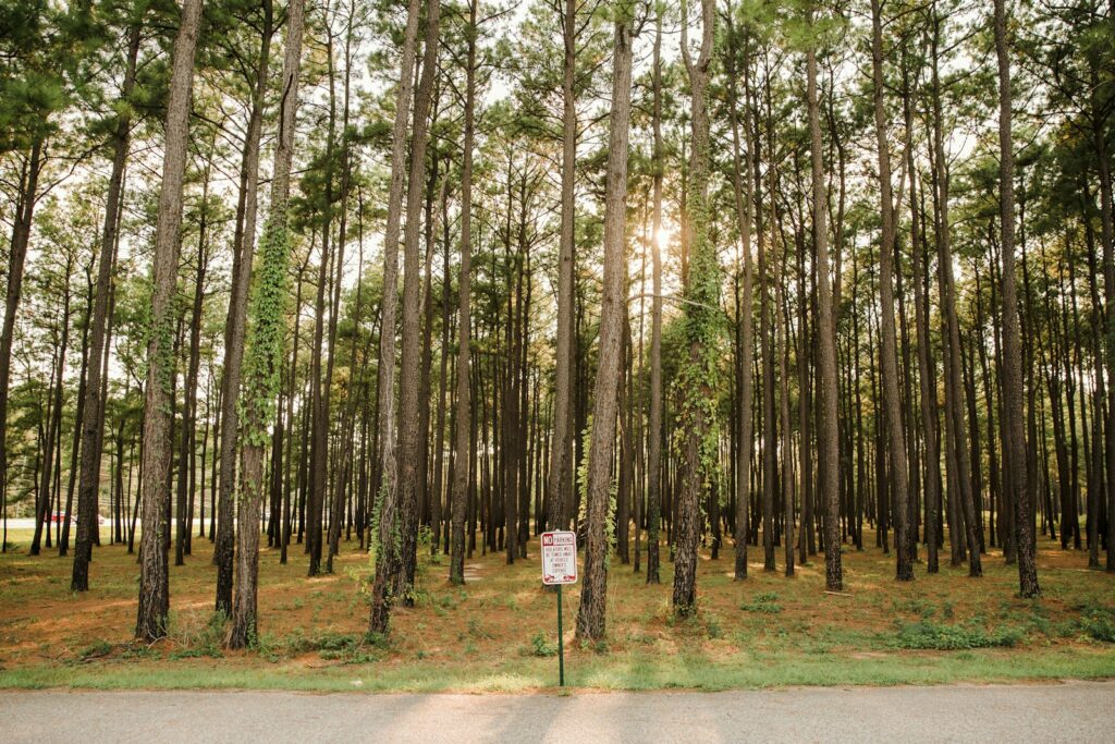 Tall pines along FM 1488 in Jones State Forest, Conroe, Texas